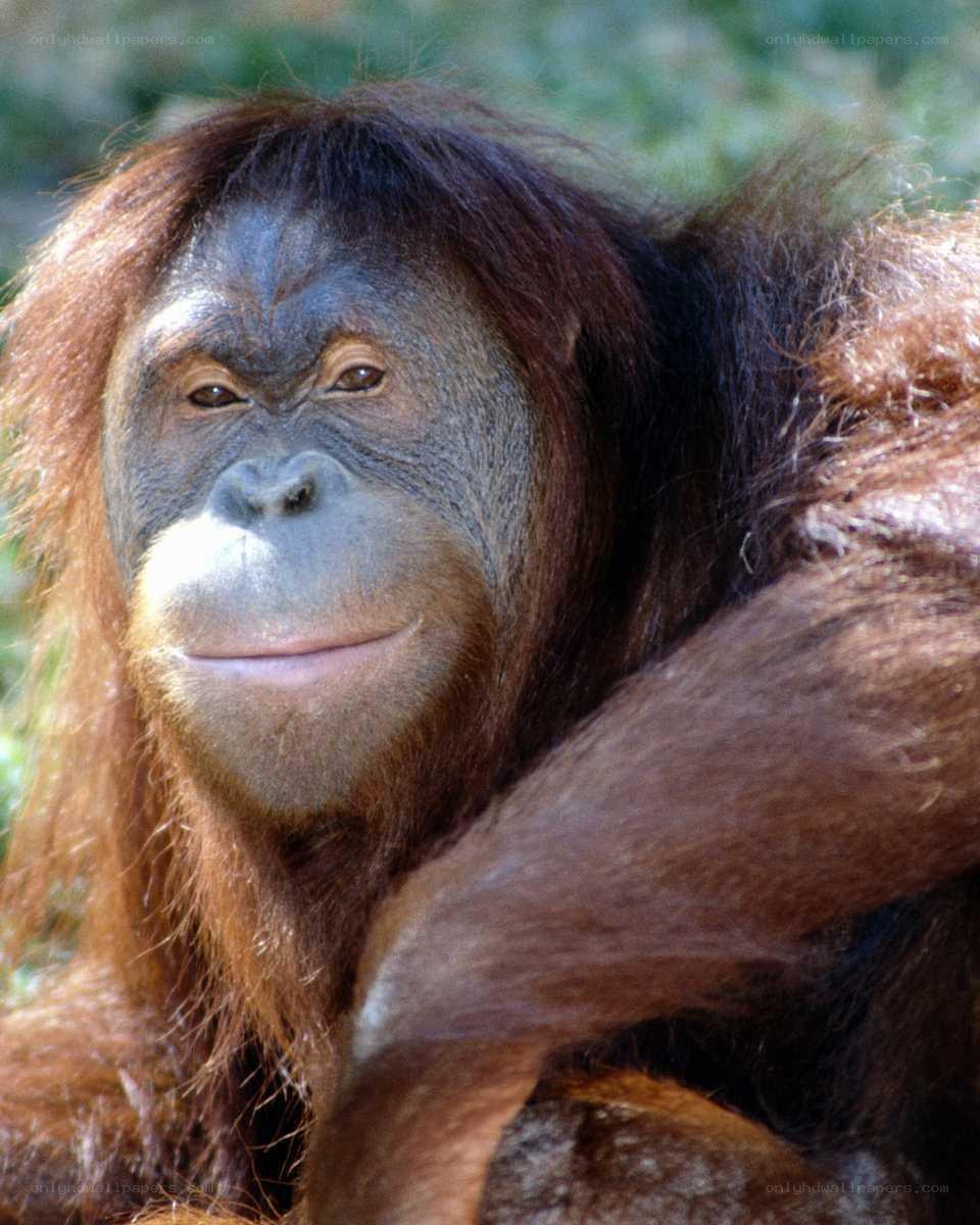 Orangutan in forest