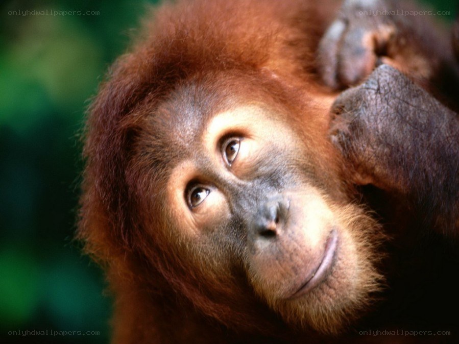 Orangutan in forest