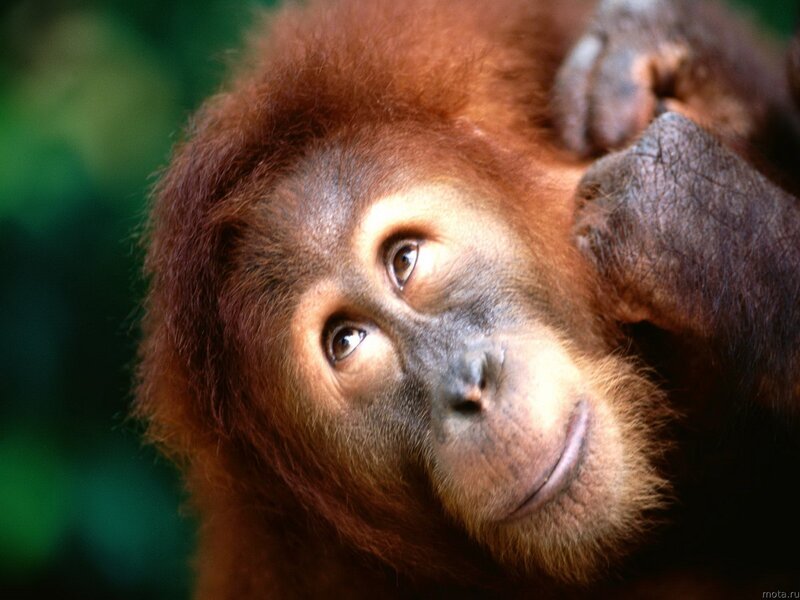 Orangutan in forest
