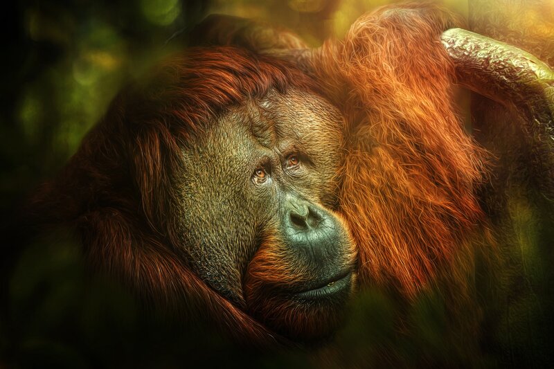 Orangutan in Forest — Brown, Dramatic