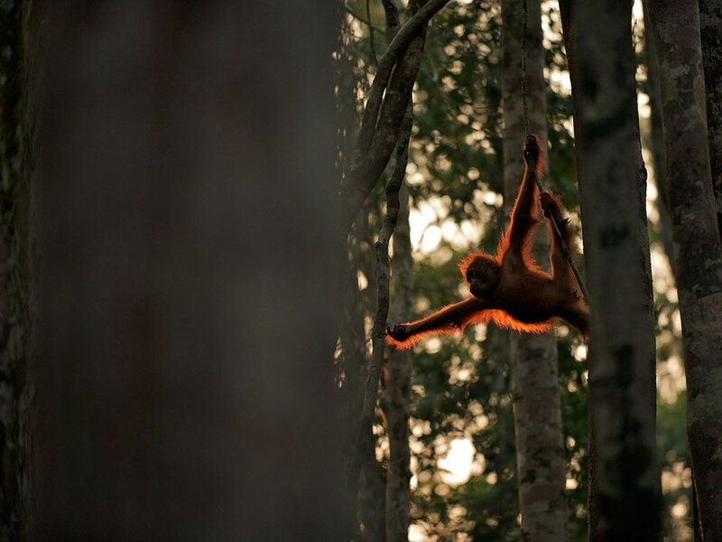 Orangutan in Forest — Brown