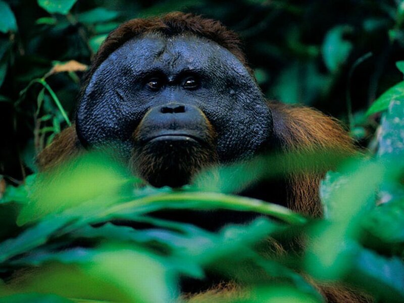 Orangutan in Forest — Green