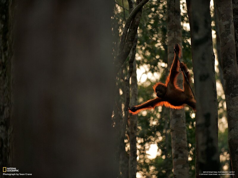 Orangutan in forest