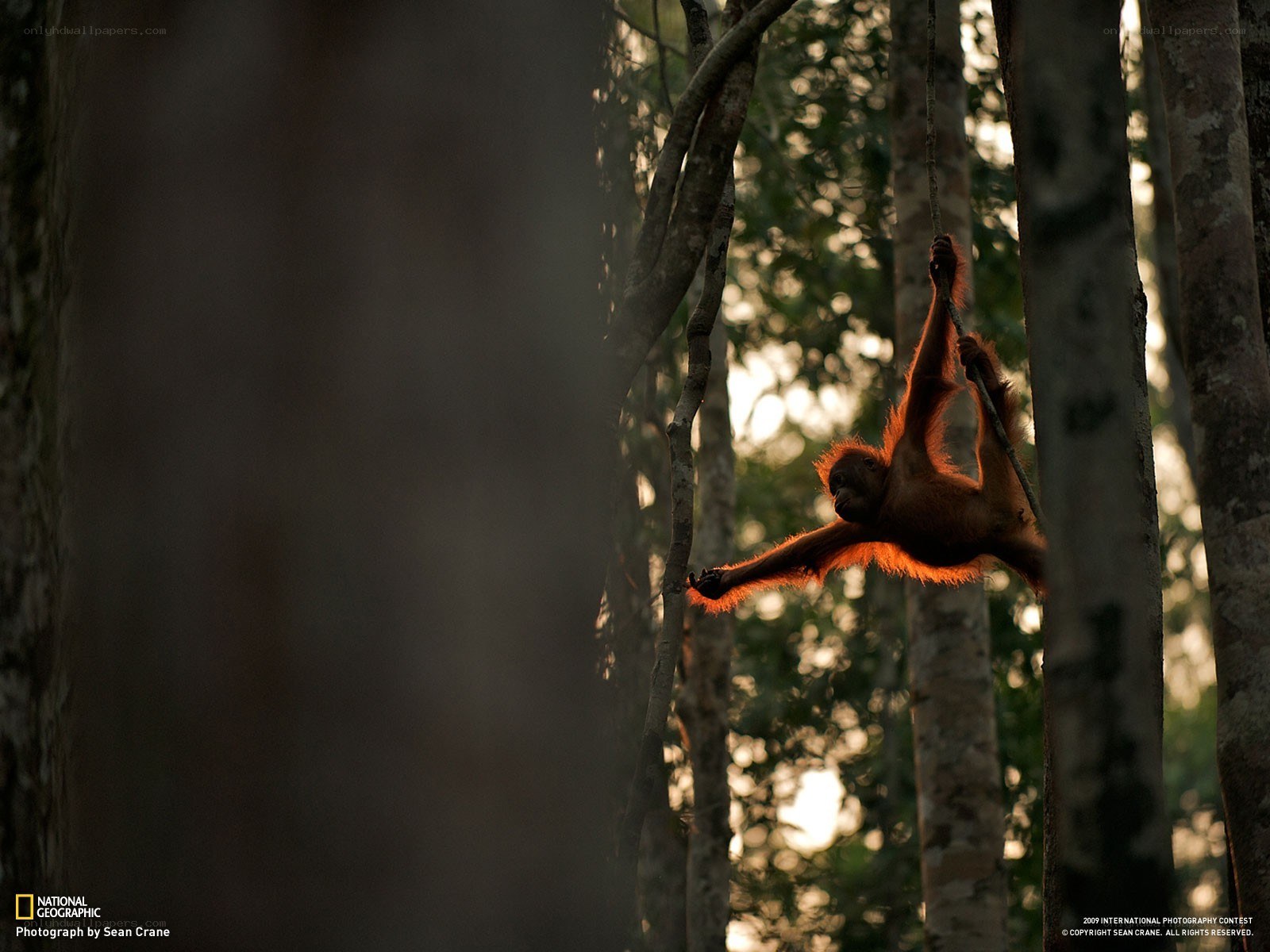 Orangutan in forest