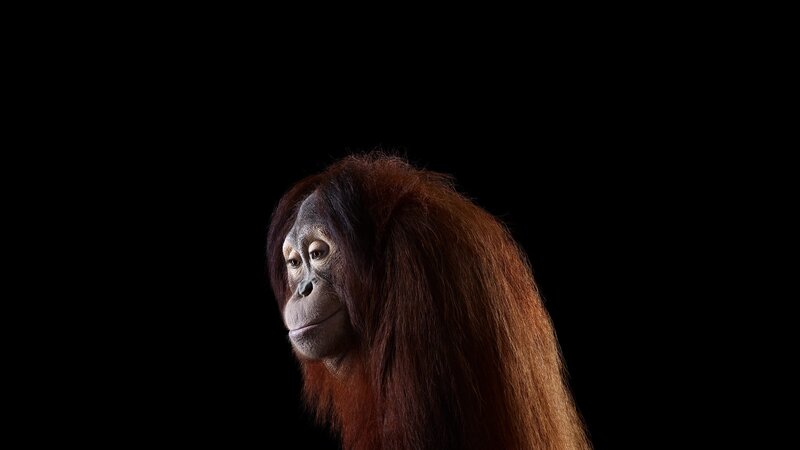 Orangutan in Profile — Brown, Dramatic