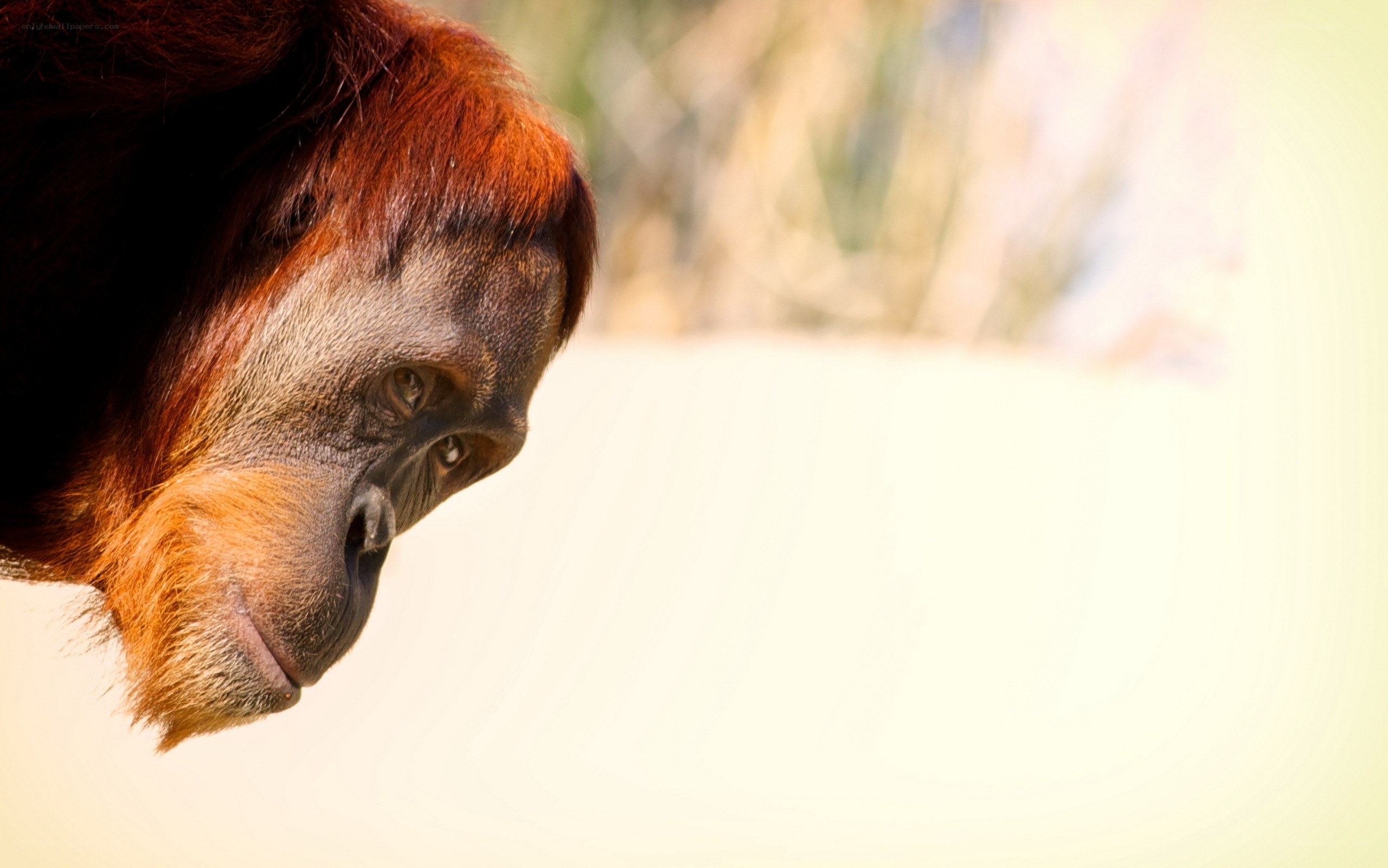 Orangutan in profile