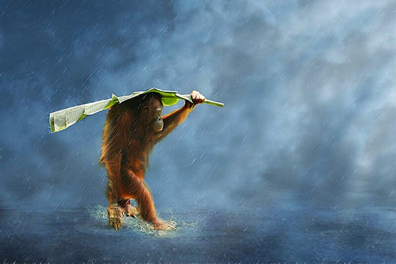 Orangutan in Rain