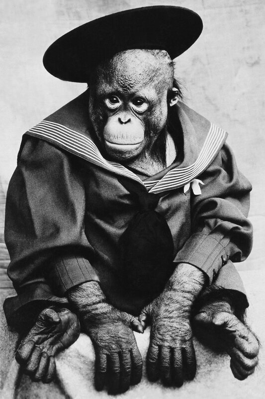 Orangutan in sailor outfit