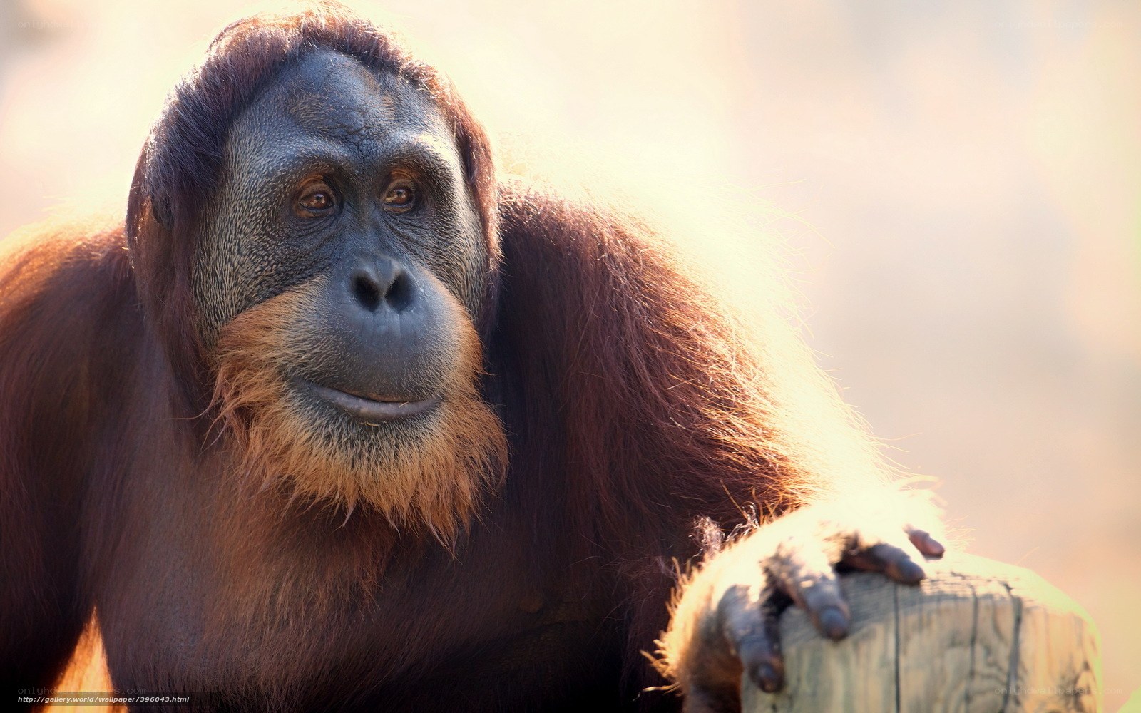 Orangutan in sunlight