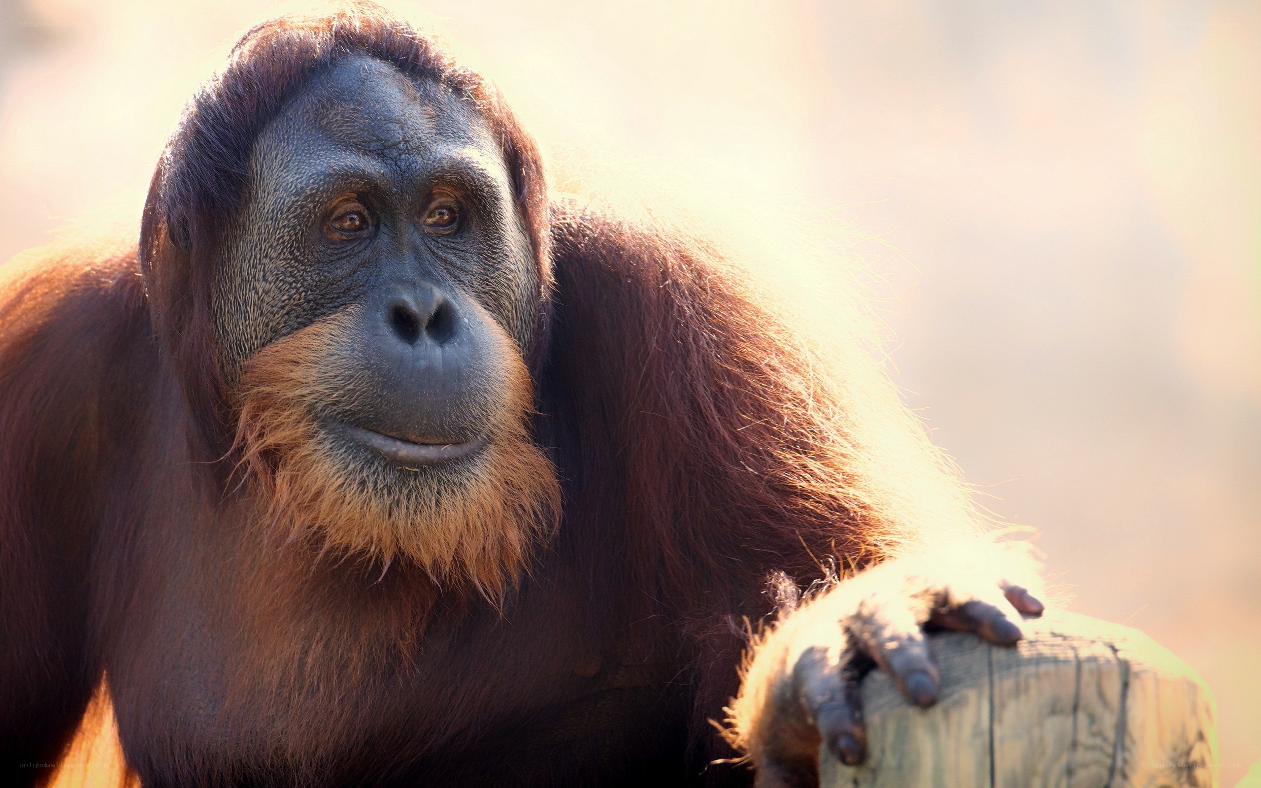 Orangutan in sunlight