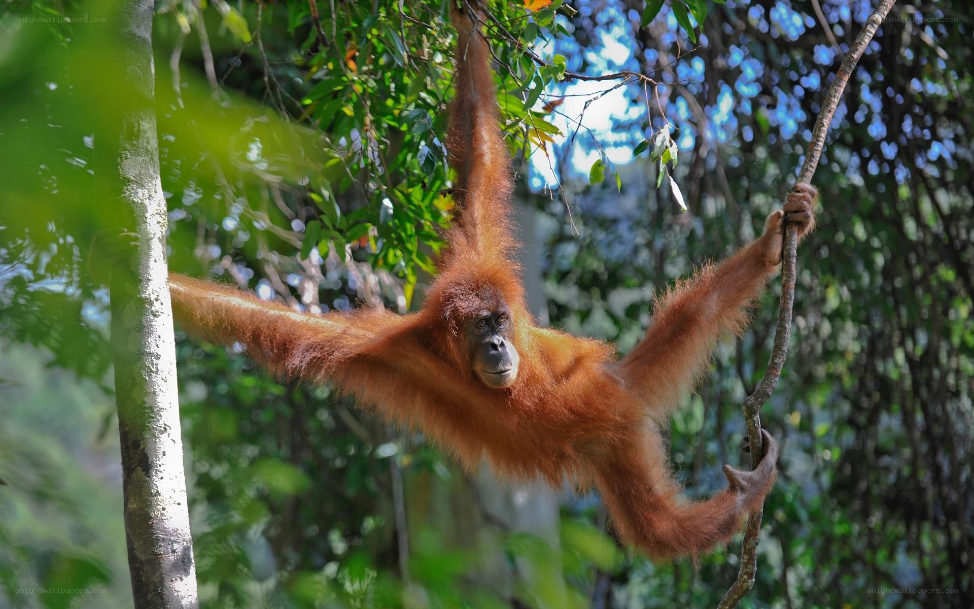 Orangutan in the forest