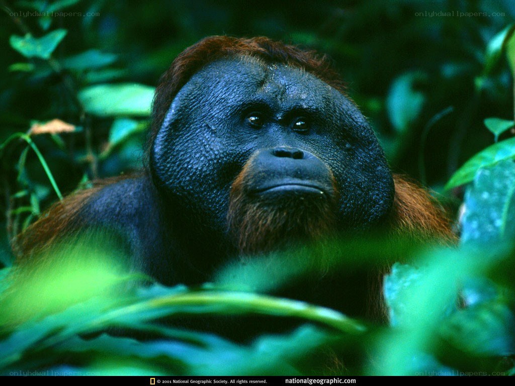 Orangutan in the jungle