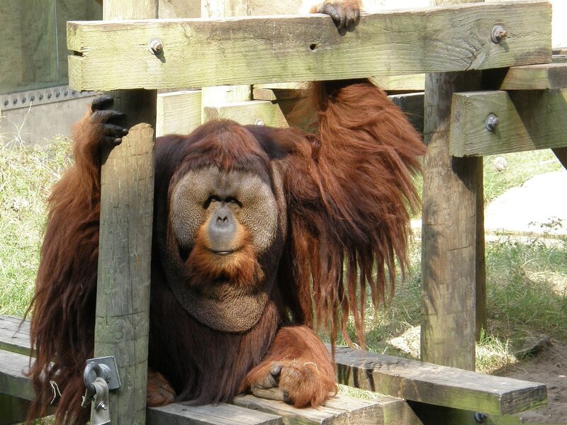 Orangutan in wooden enclosure
