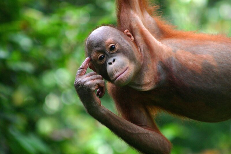 Orangutan Infant