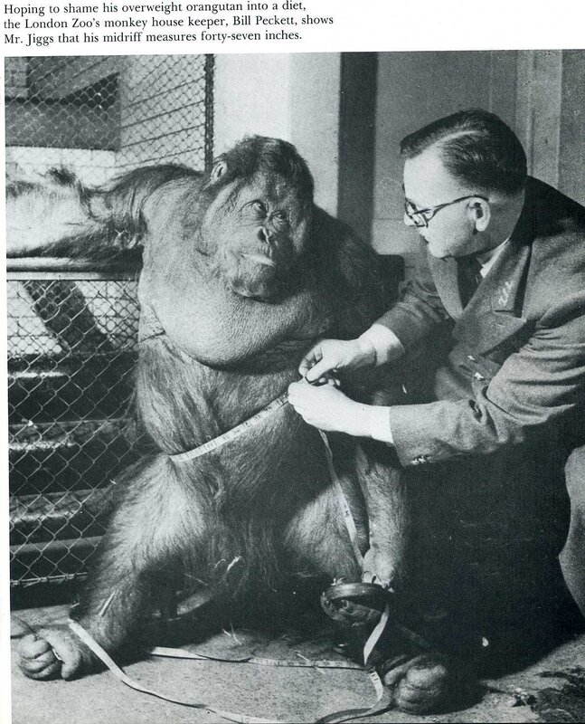 Orangutan measured at zoo