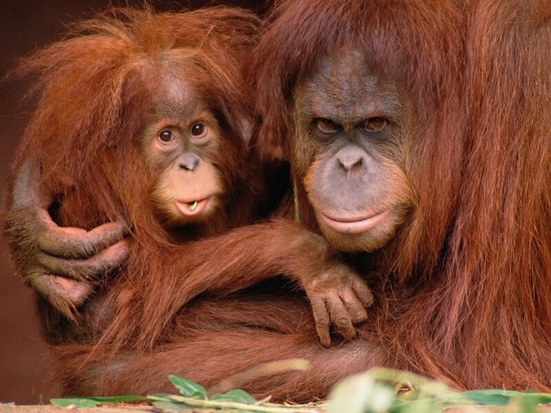 Orangutan mother and baby