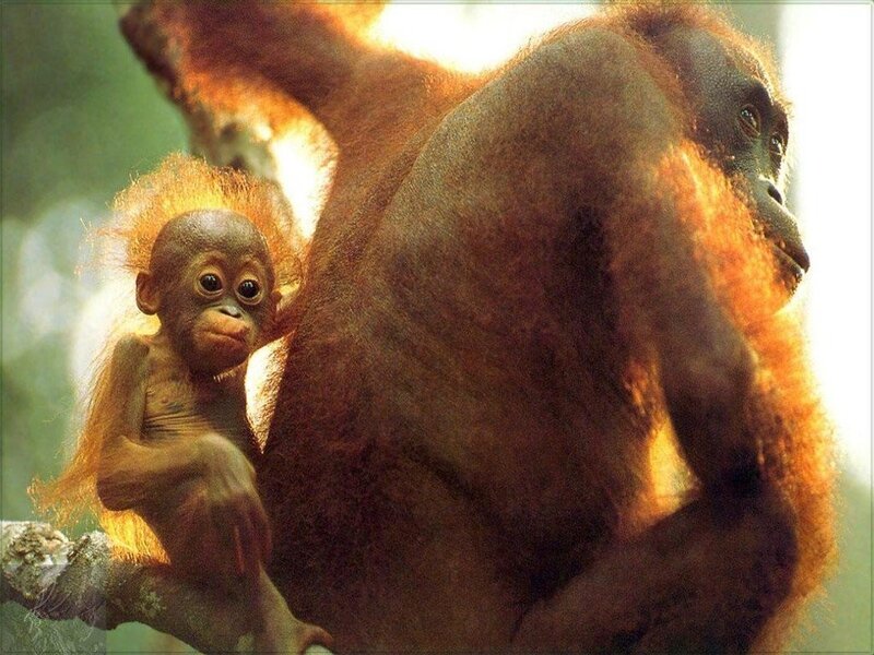 Orangutan mother and baby
