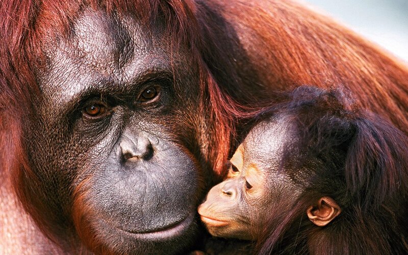 Orangutan mother and baby