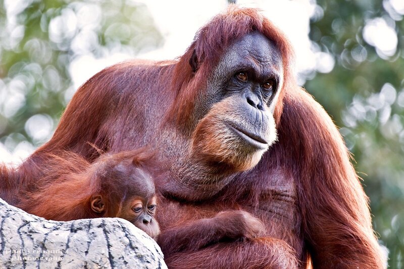 Orangutan mother and baby