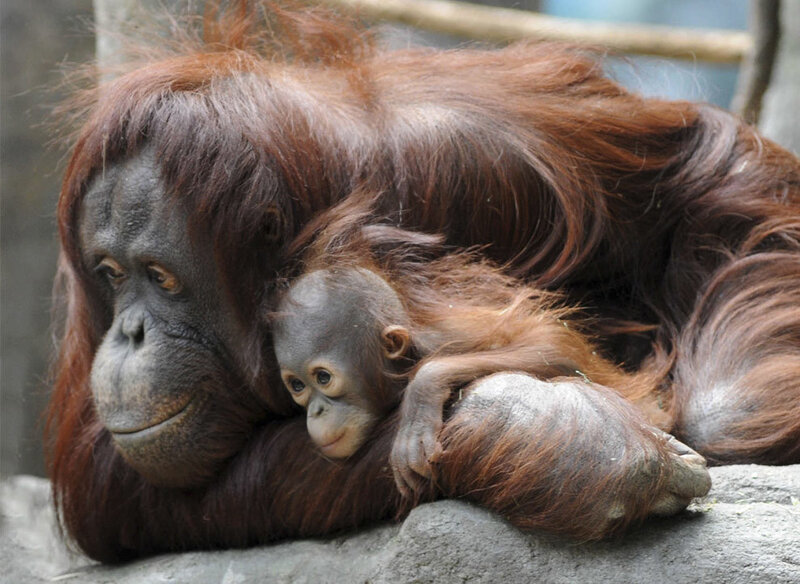 Orangutan mother and baby