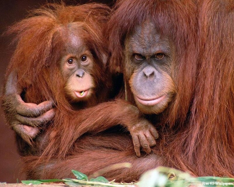 Orangutan Mother and Baby — Brown, Calm, Photograph, Monkey