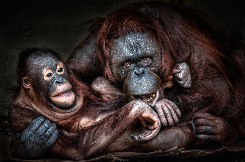 Orangutan Mother and Baby — Brown, Dramatic