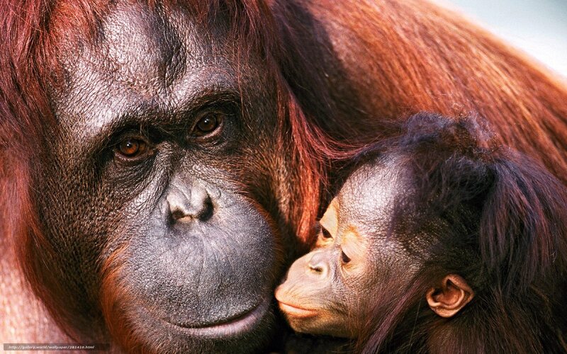 Orangutan Mother and Baby — Brown, Intimate