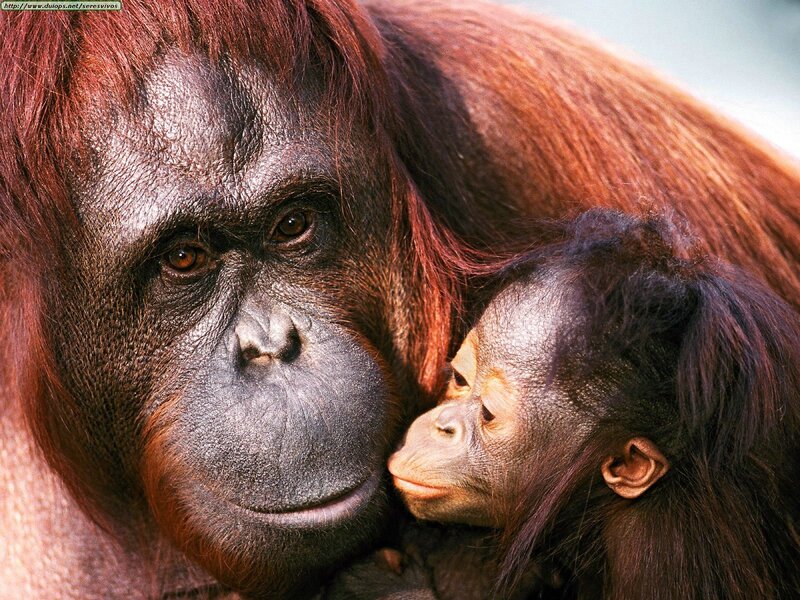 Orangutan Mother and Baby — Brown