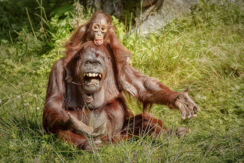 Orangutan Mother and Baby — Green