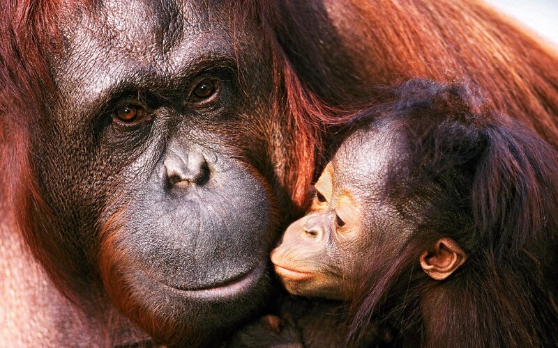 Orangutan Mother and Baby — Mother Orangutan