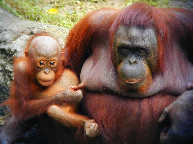 Orangutan Mother and Baby — Red