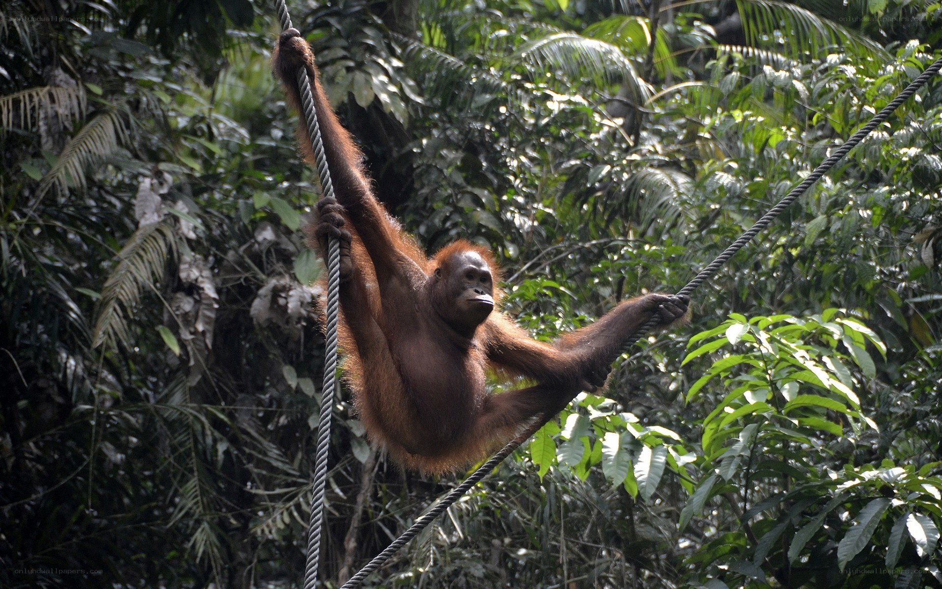 Orangutan on a rope