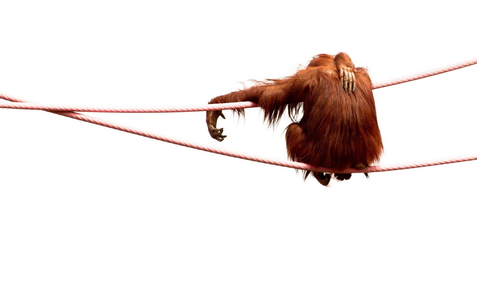 Orangutan on a rope