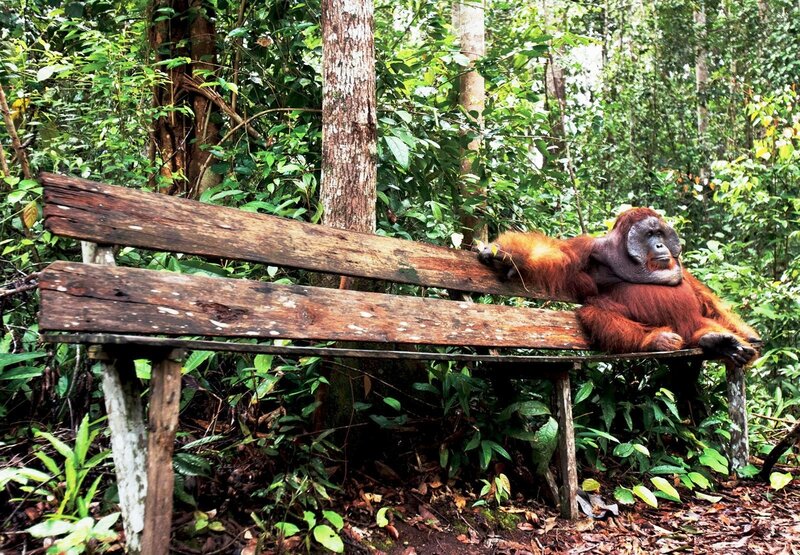 Orangutan on Bench