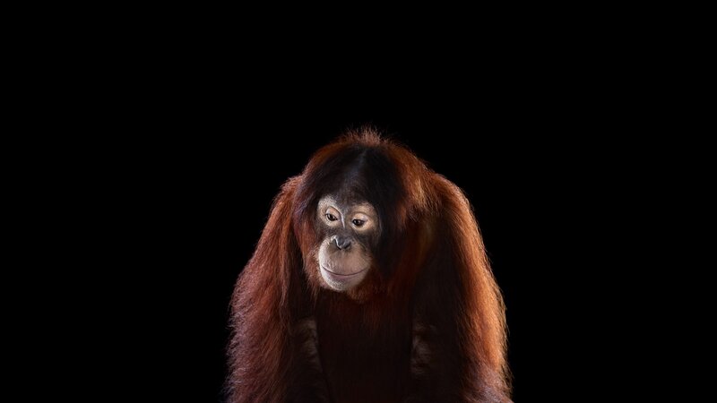 Orangutan on Black Background