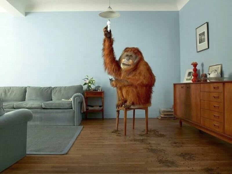 Orangutan on Chair