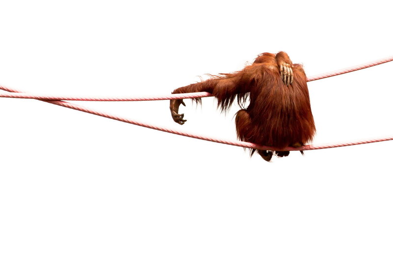 Orangutan on Rope
