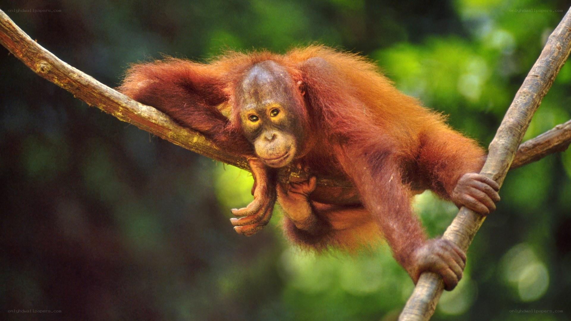 Orangutan on tree branch