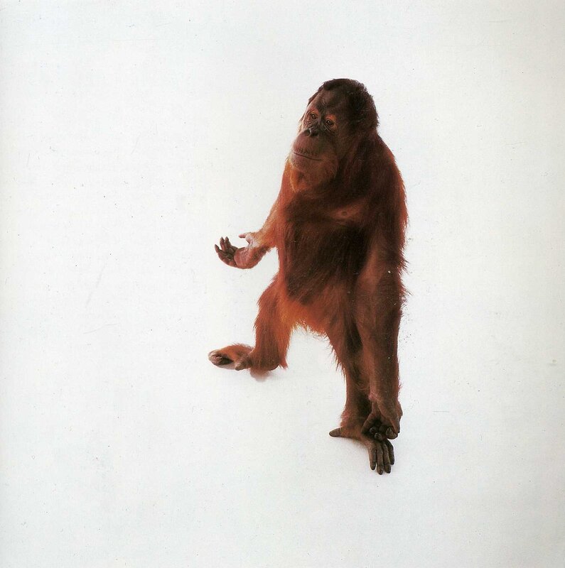 Orangutan on white background