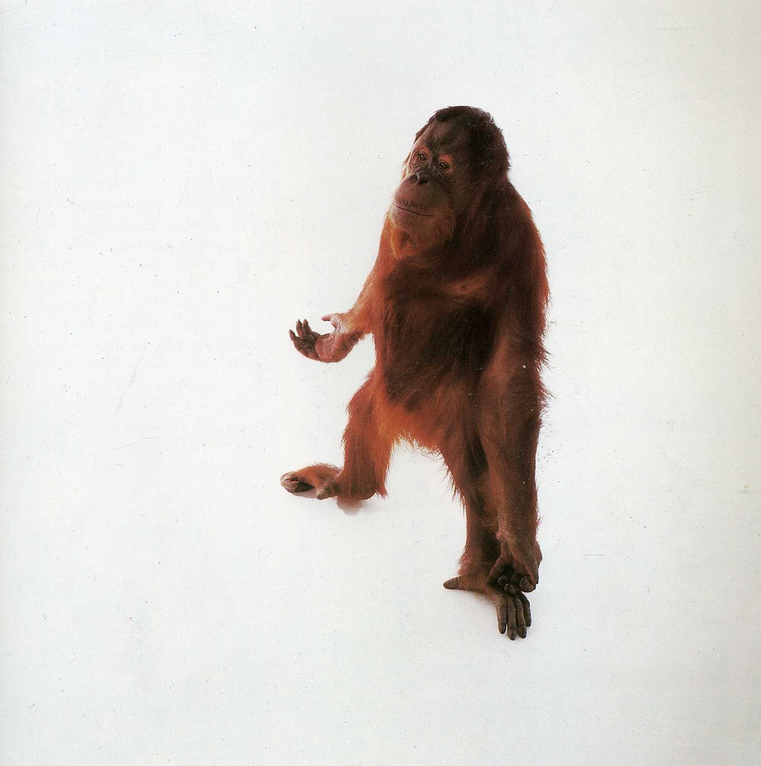 Orangutan on white background