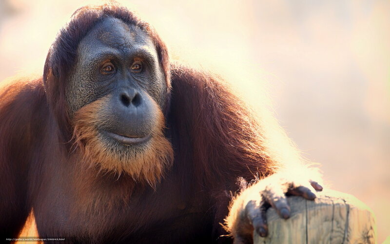 Orangutan on Wooden Post