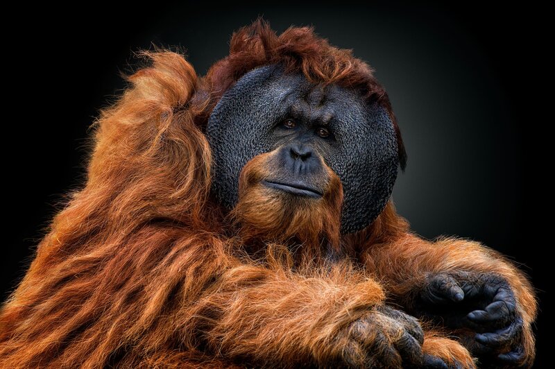 Orangutan Portrait
