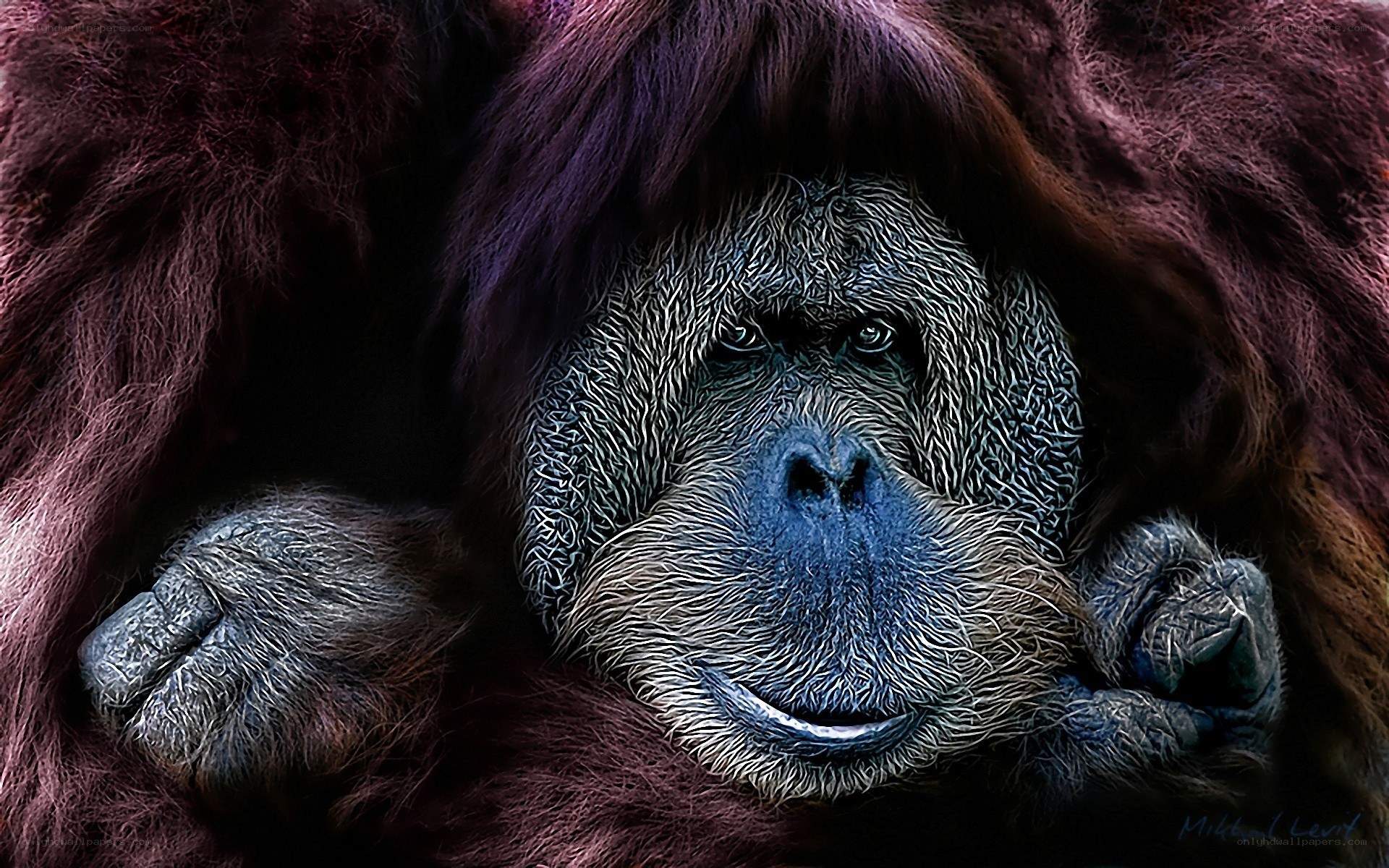 Orangutan portrait with vibrant fur