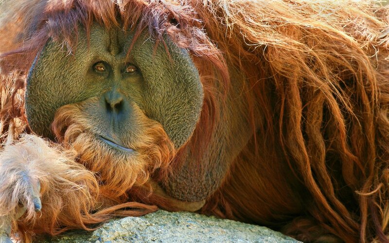 Orangutan Resting — Brown