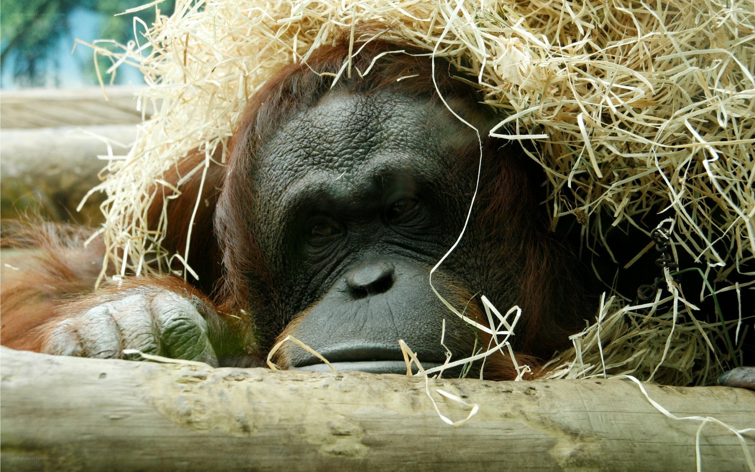 Orangutan resting in hay