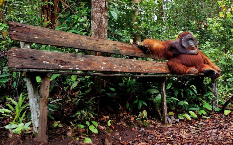 Orangutan resting on a bench