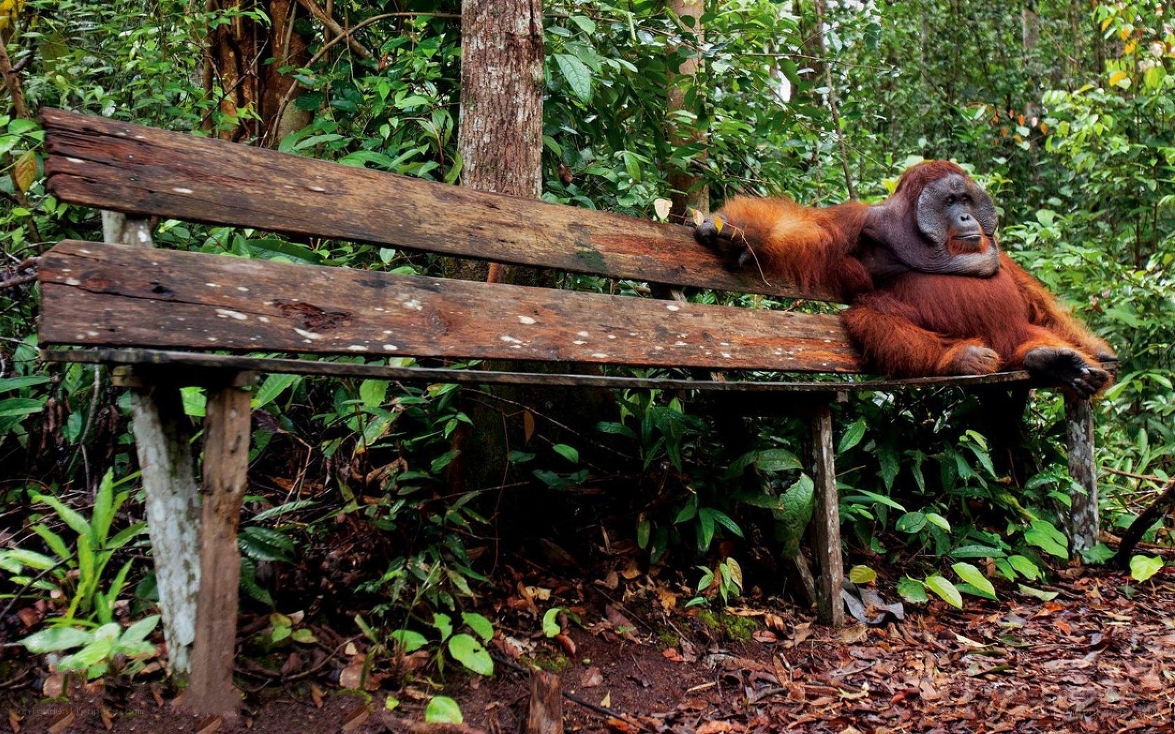 Orangutan resting on a bench
