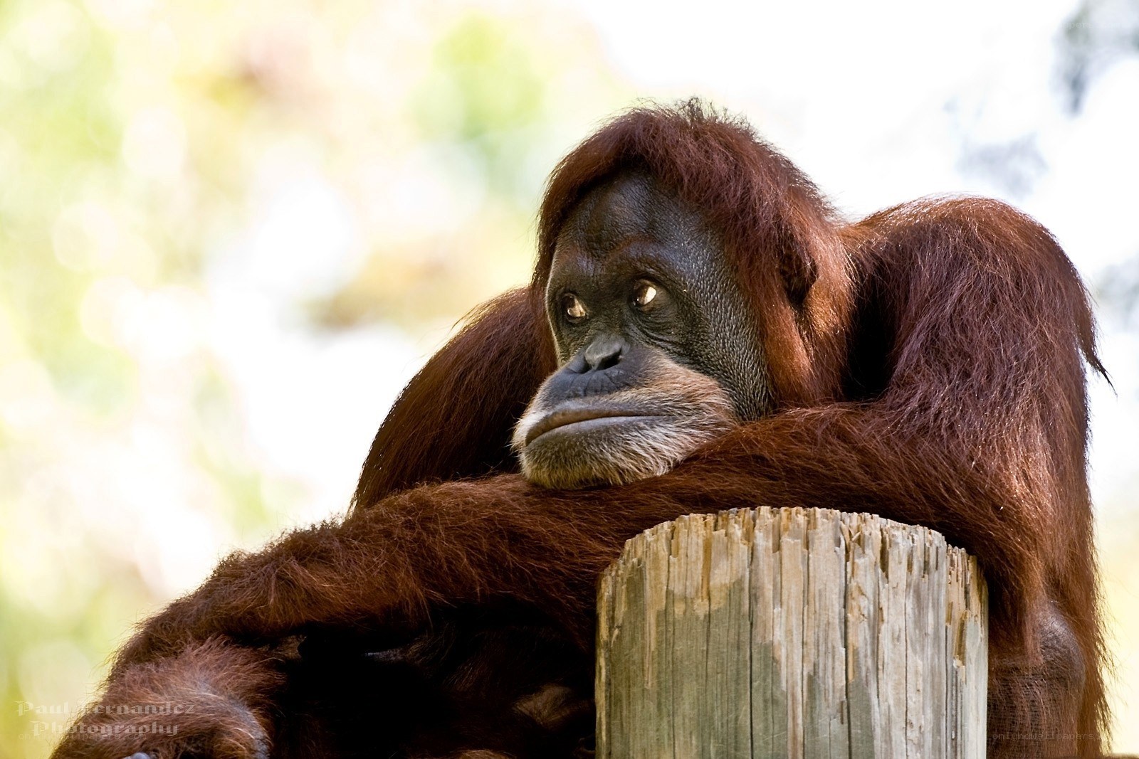 Orangutan resting on a post