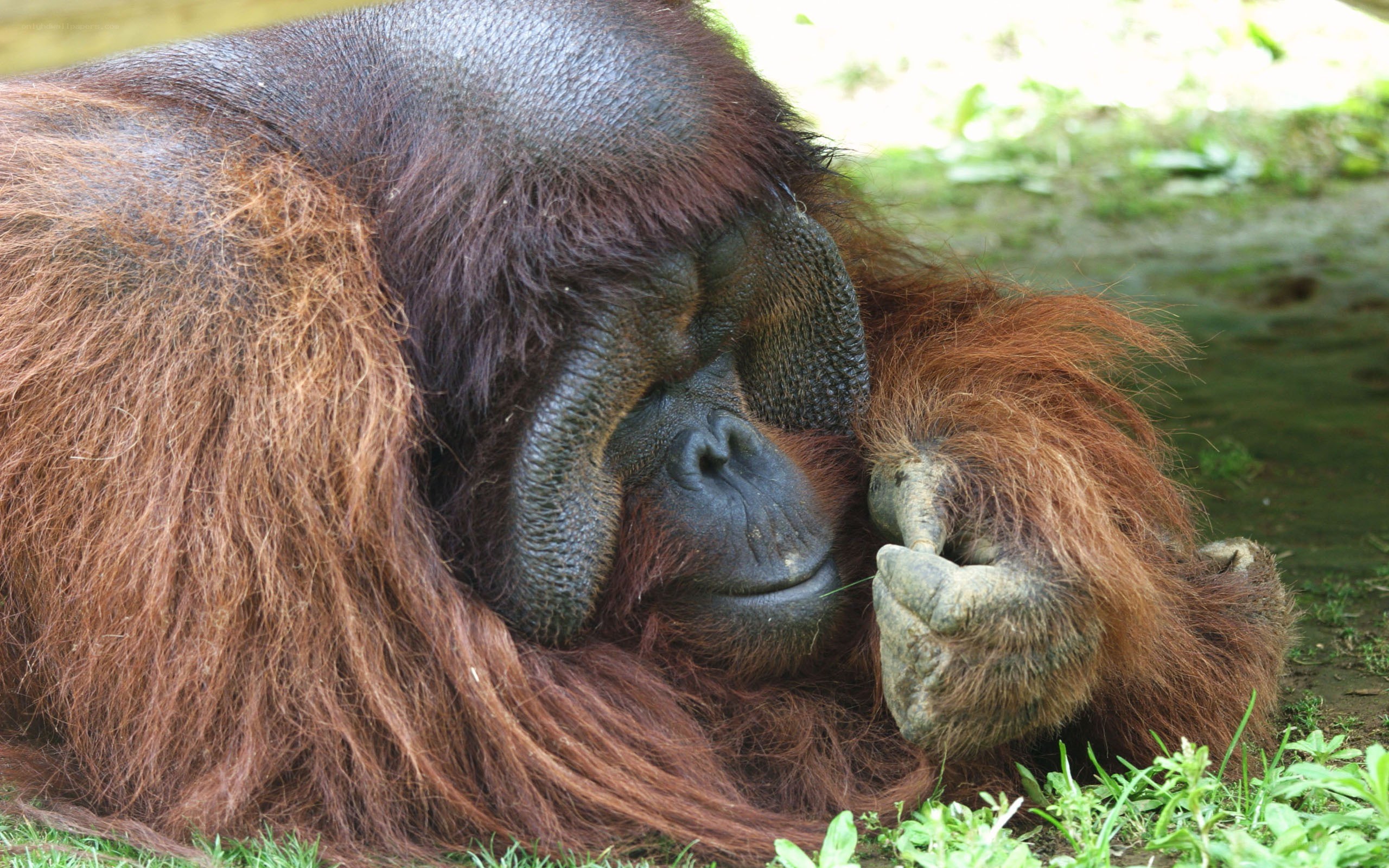 Orangutan resting on ground