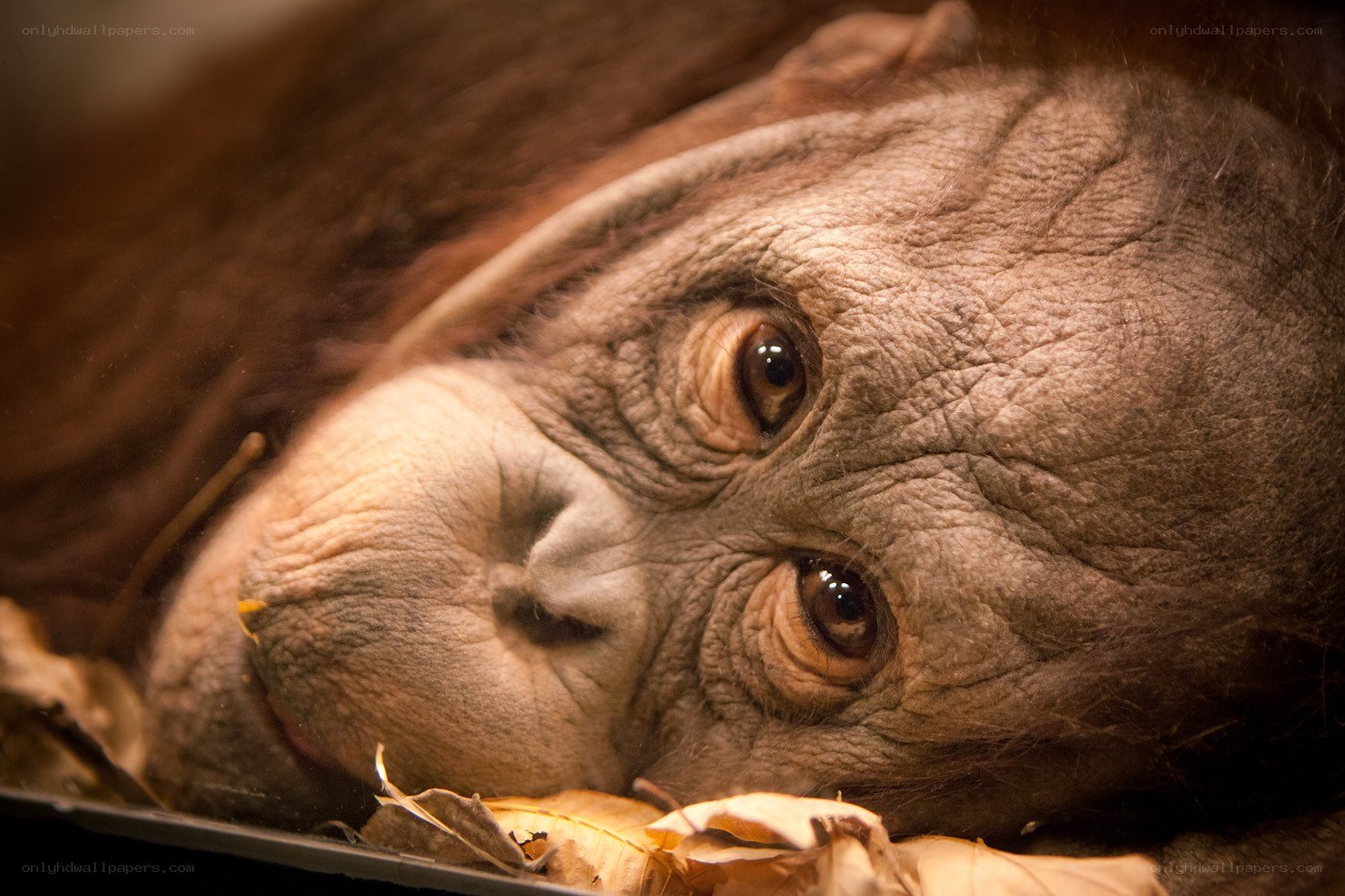 Orangutan resting on leaves